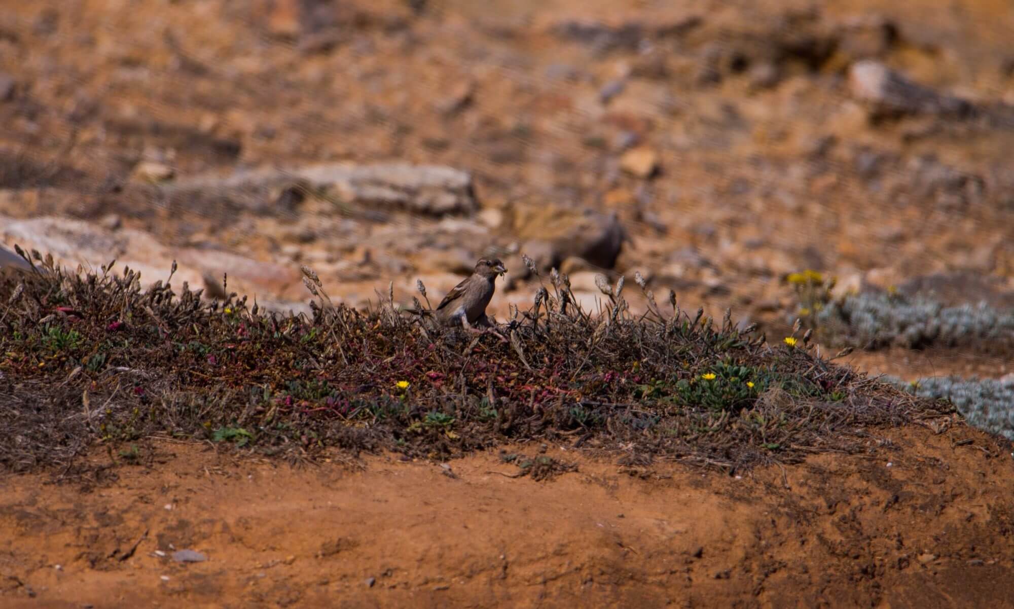 Bird catching and eating an insect in the wild